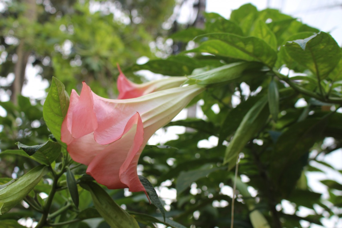 Brugmansia